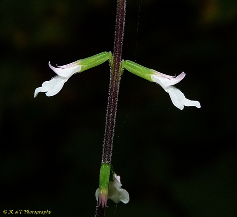 {Phryma leptostachya}